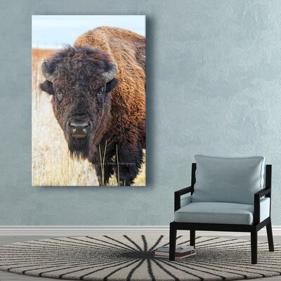 Staring Contest - Bison - Buffalo - Grand Teton National Park - Nature Photography - Wildlife Photography - image3